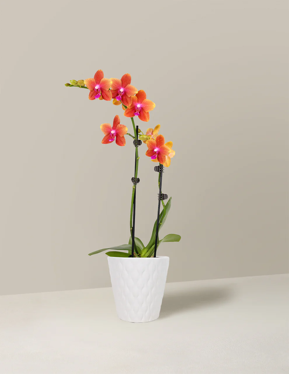 Plant 2 
