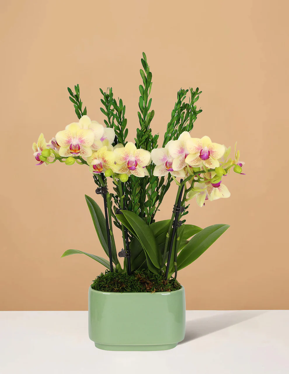 Plant 3