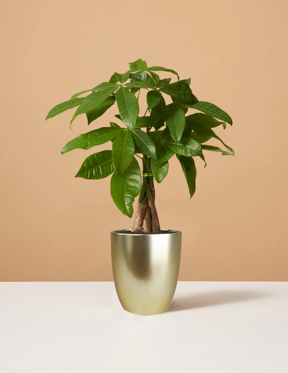 Plant 4