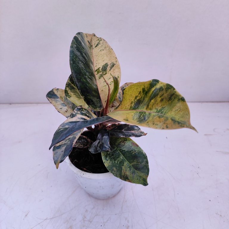 Ficus Elastica Nairobi Night