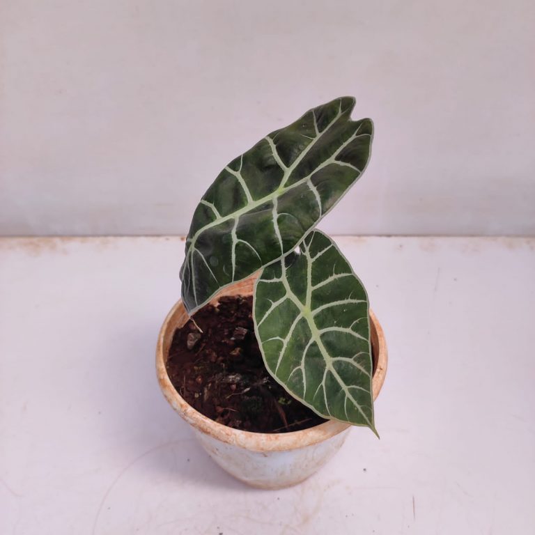 Alocasia Watsonia