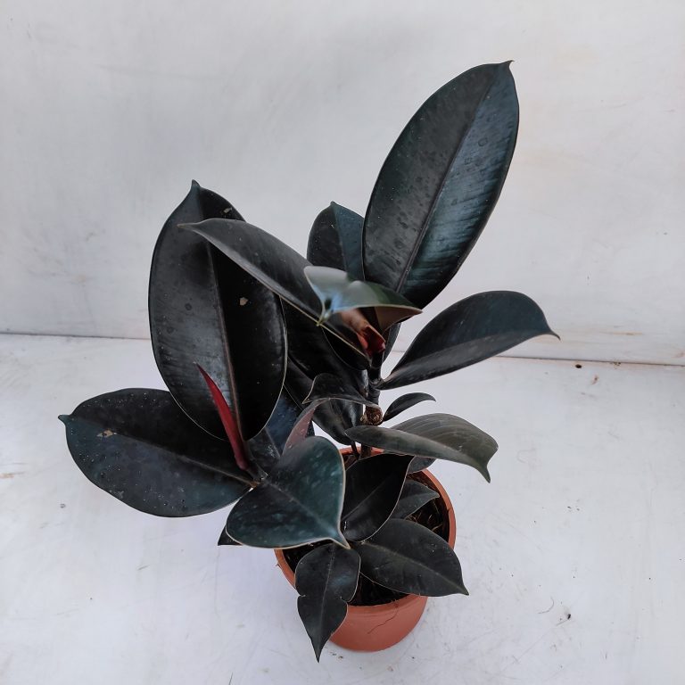 Ficus Elastica “Burgundy”