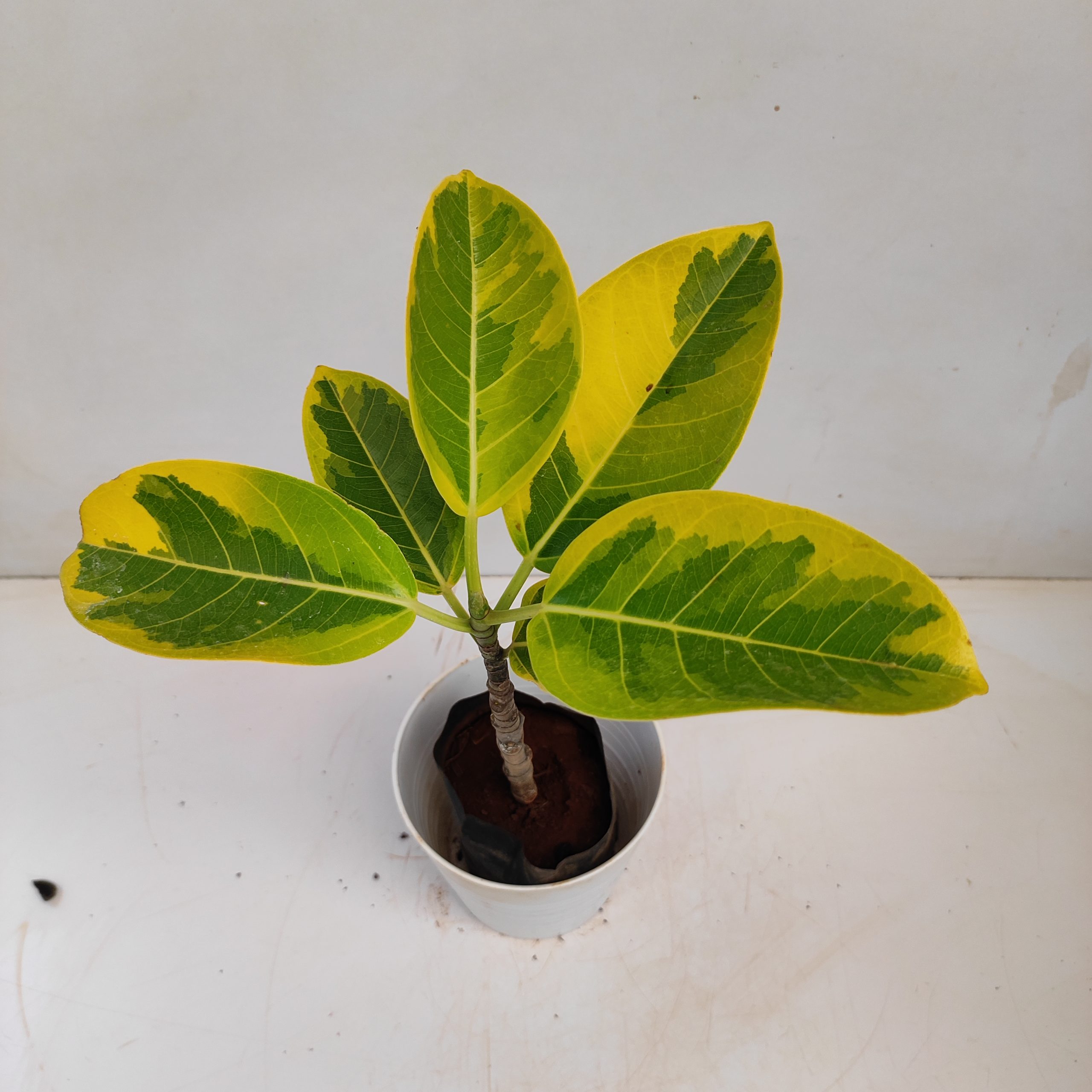 Ficus Benghalensis Variegated Banyan Fig