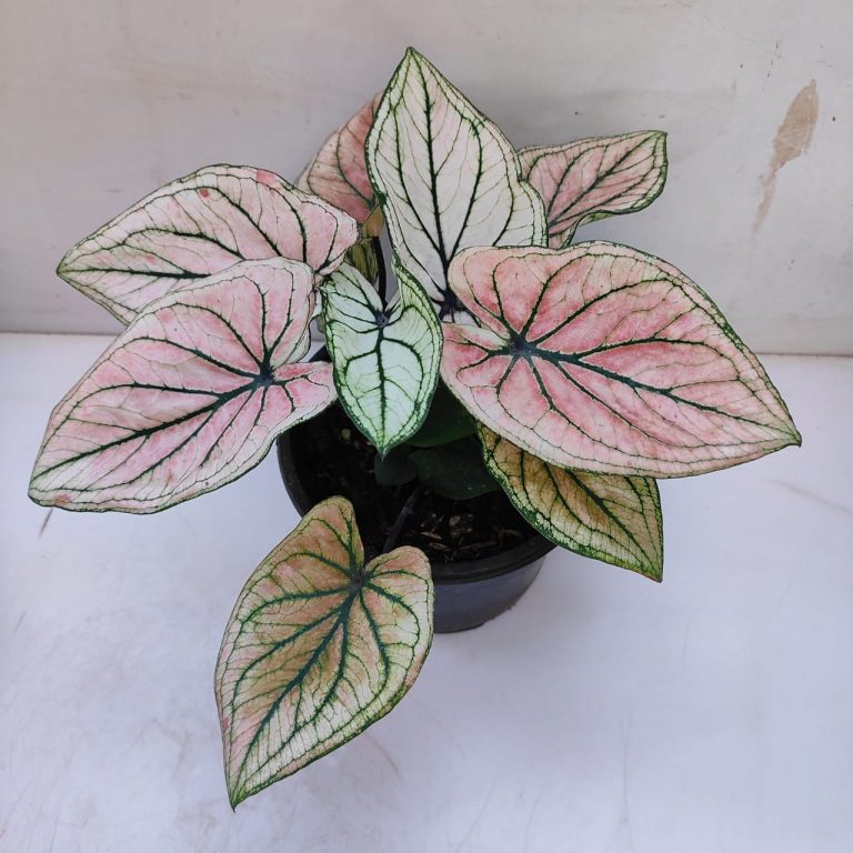 Caladium “Debutante”