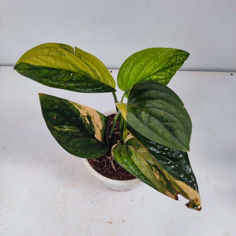 Monstera peru