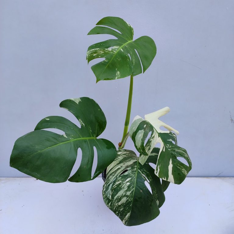 Monstera Albo