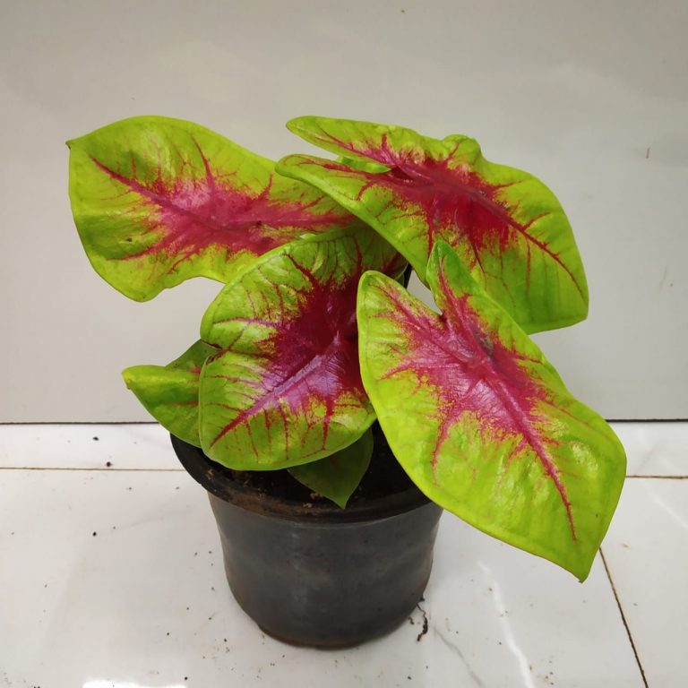 Caladium “Yellow Blossom”