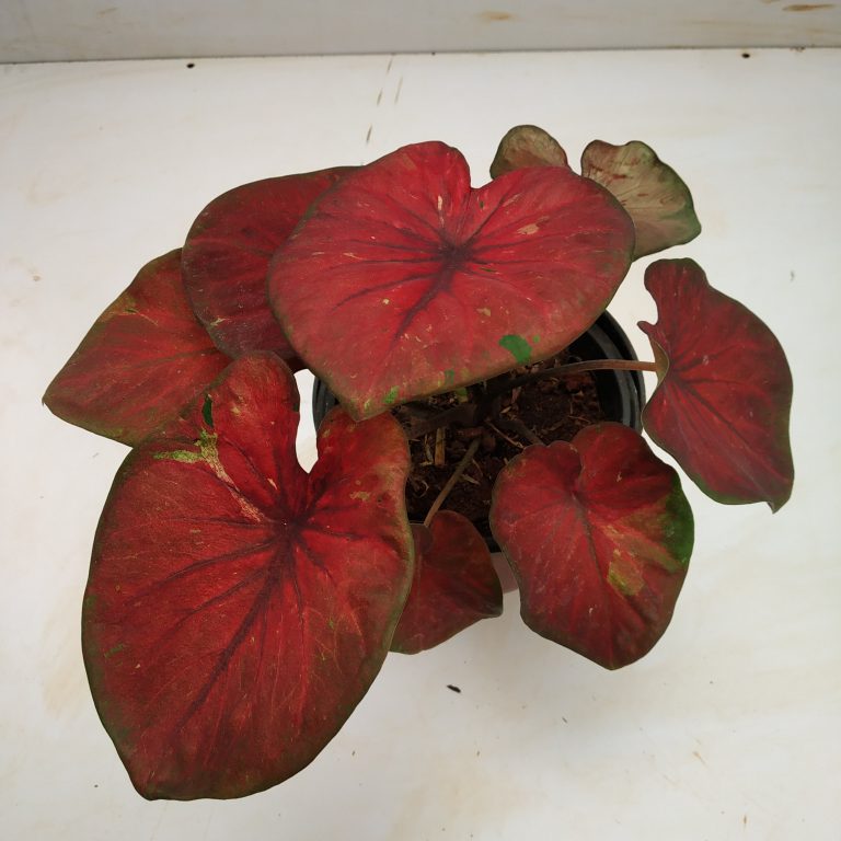 Caladium ‘Ma Had Thai’