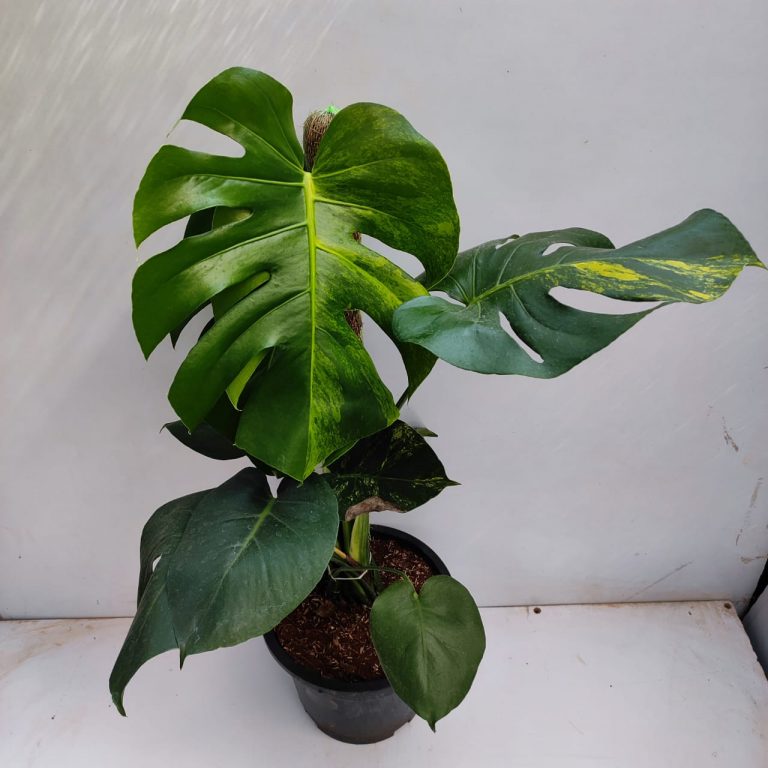 Monstera Aurea