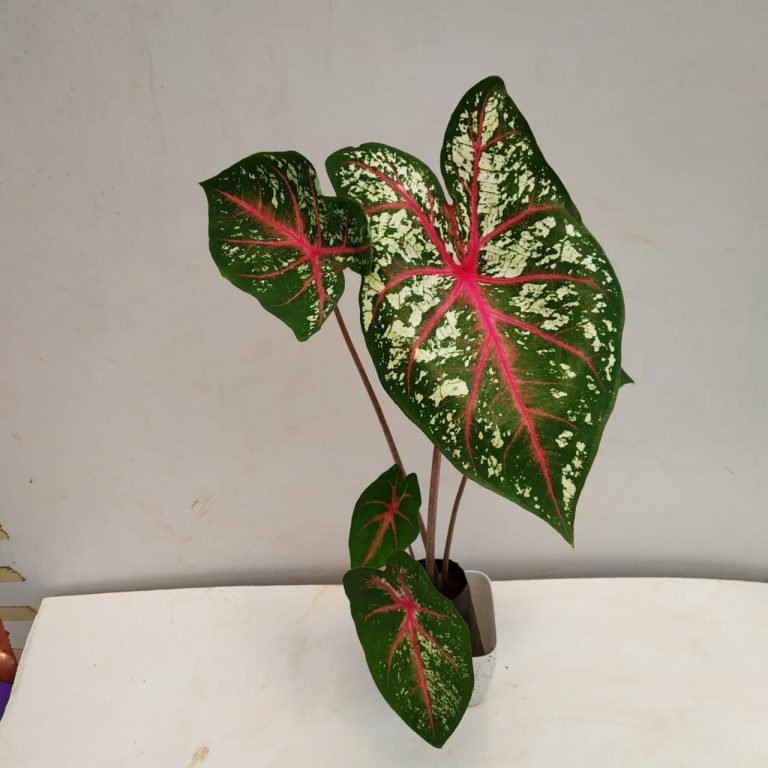 Caladium ‘Carousel’