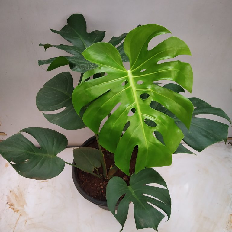 Monstera Deliciosa